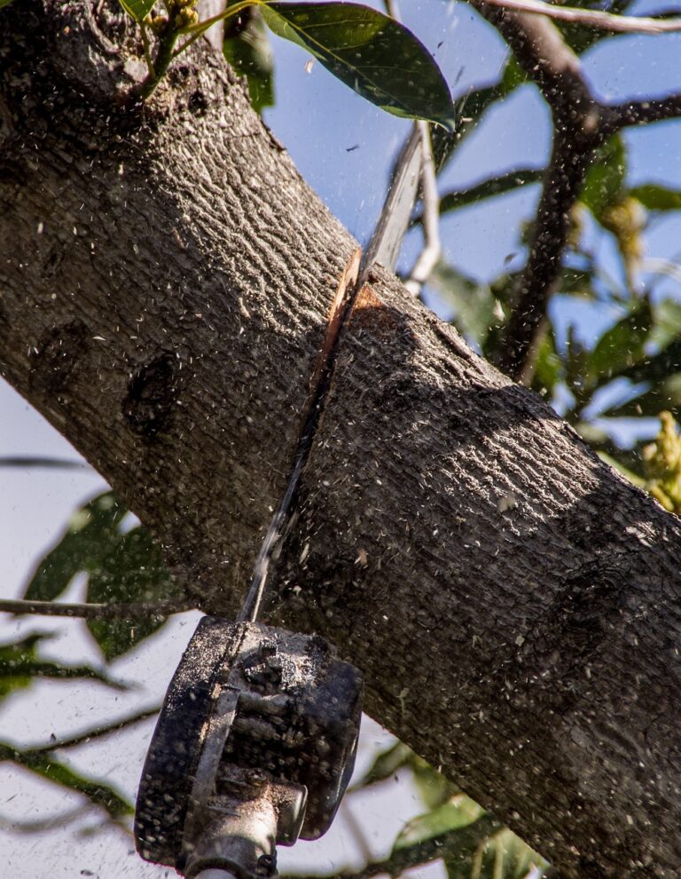 chainsaw, nature, saw, tool, power, cutting, tree, branch, pruning, lopping